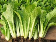 小白菜农残含量农残快速检测仪器检测